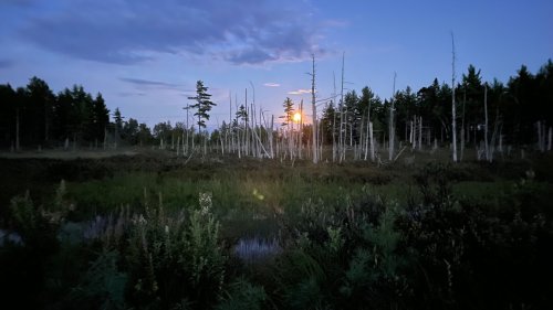 Full Buck Moon rising over a wetland.