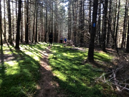 mossy section of single track