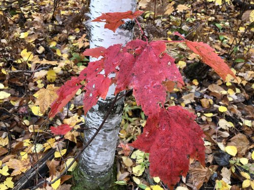 So much color along the hike