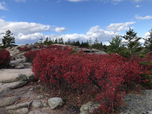 Blueberry bushes turn bright red in autumn.