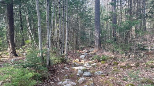 There are some sections of trail that remind you you're on the Beast Coast.